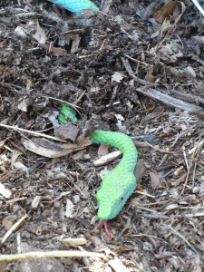 Snake in the Compost