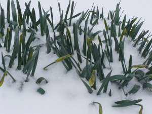 Snow Daffodils