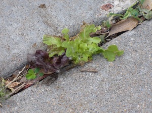 Lettuce Sidewalk