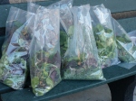 Bags of Salad