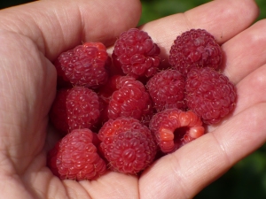 Handful of Berries