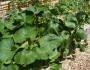 Wilting Squash Vines…Well, That’s a Bad Sign!
