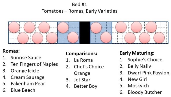 Tomatoes - Bed 1